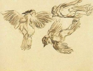 Studies of a Dead Sparrow