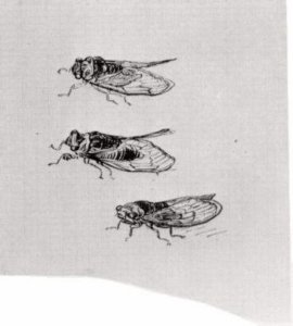 Three Cicadas