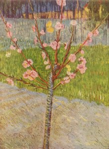 Blossoming peach tree